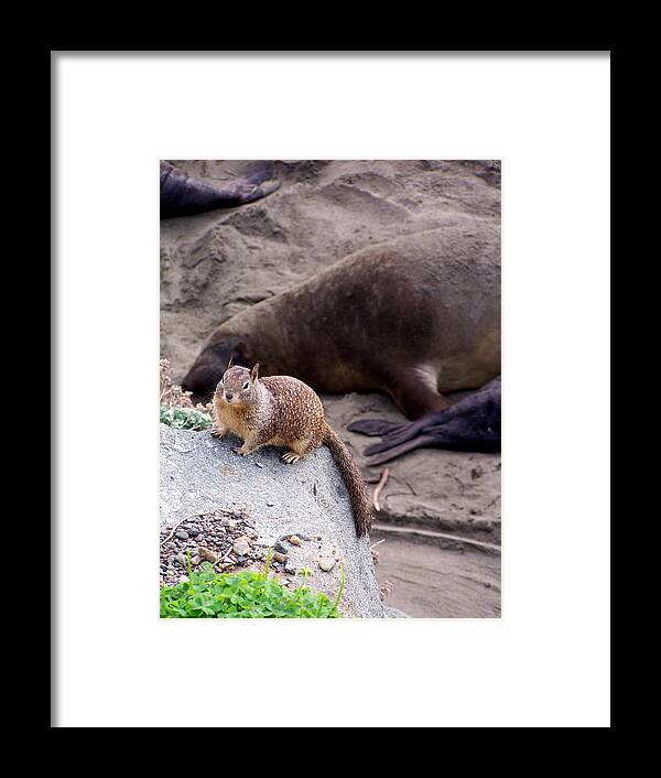 Squirrels Framed Print featuring the photograph Neighborhood Get-together by Jennifer Robin