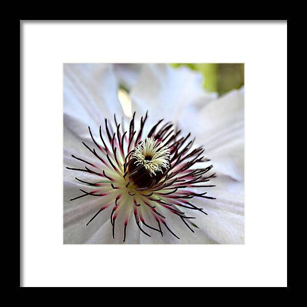 Clematis Framed Print featuring the photograph Nellie Moser on Her Best Behavior Fine Art Print by Penny Hunt