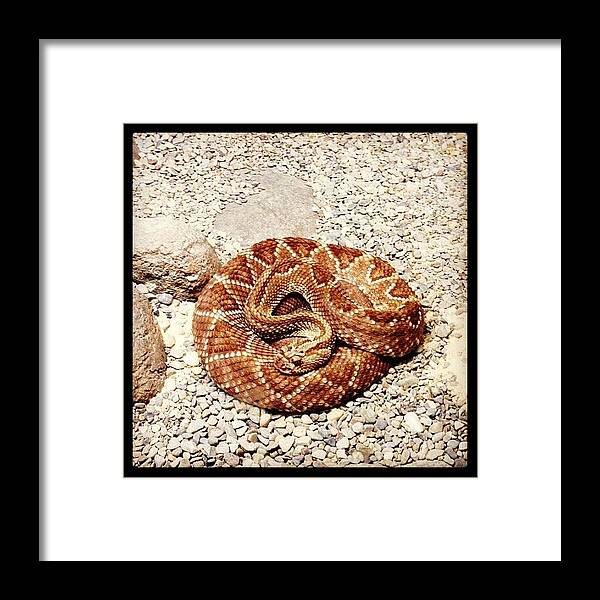 Reptile Framed Print featuring the photograph Neotropical Rattlesnake At Cape Fear by Eunice De Moraes