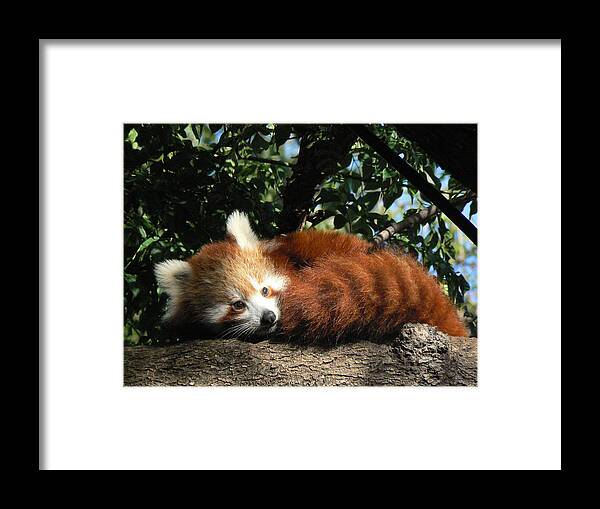 Red Panda Framed Print featuring the photograph Nepalese Red Panda by Margaret Saheed