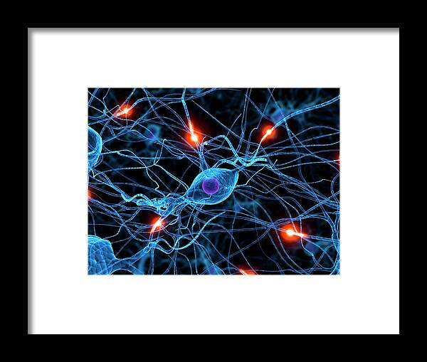 Artwork Framed Print featuring the photograph Nerve Cell Network by Sebastian Kaulitzki
