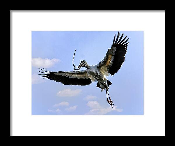 Florida Framed Print featuring the photograph Nest Building Woodstork by Donald Brown