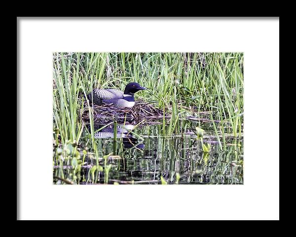 Loons Framed Print featuring the photograph Nesting by Jan Killian