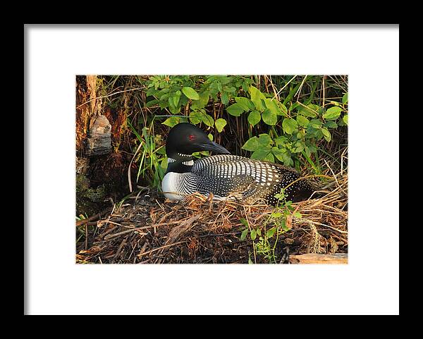Loon Framed Print featuring the photograph Nesting Loon at First Light by Duane Cross