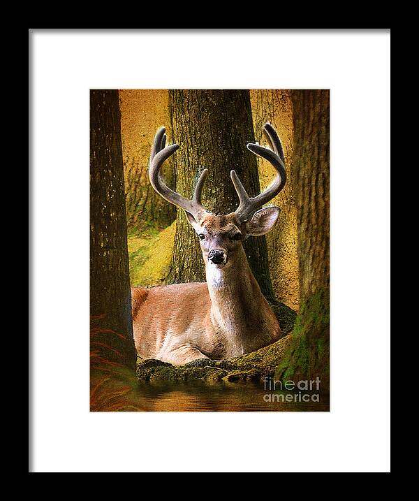 Mammals Framed Print featuring the photograph Nestled In The Woods by Kathy Baccari