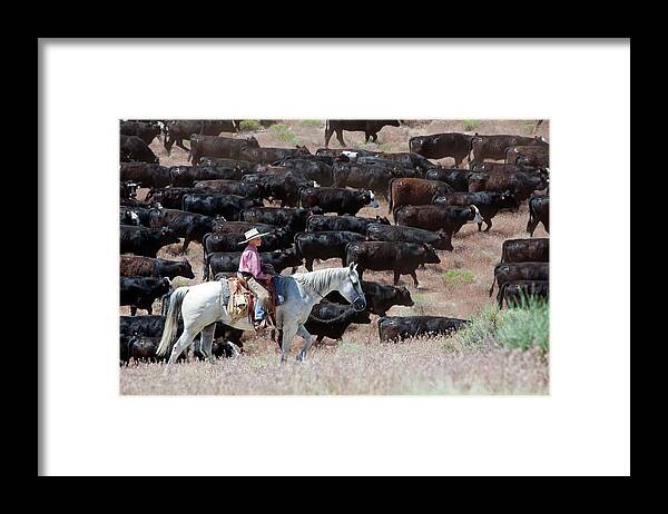 Animal Framed Print featuring the photograph Nevada Cowboy Herding Cattle by Jim West