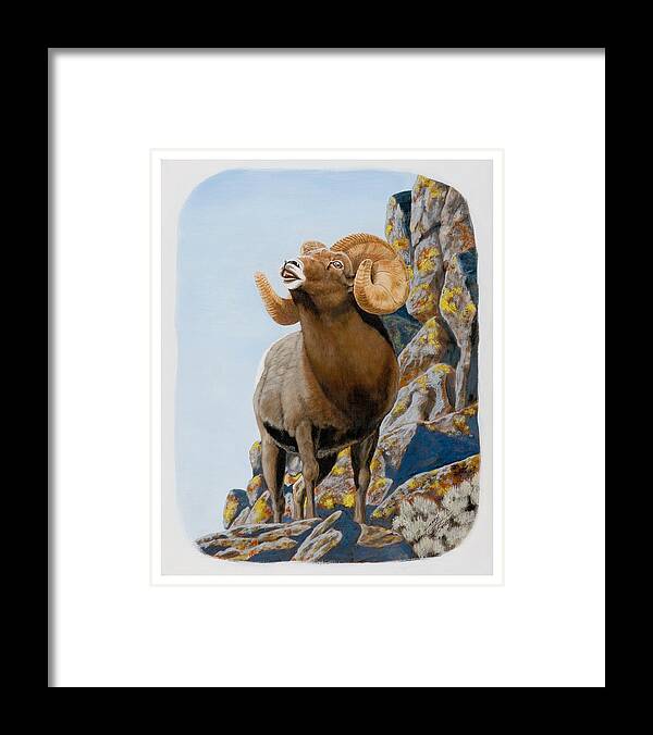 Nevada Framed Print featuring the painting Nevada Rocky Mountain Bighorn by Darcy Tate