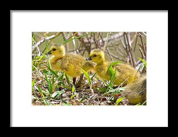 Goose Framed Print featuring the photograph New Beginnings by Betsy Knapp