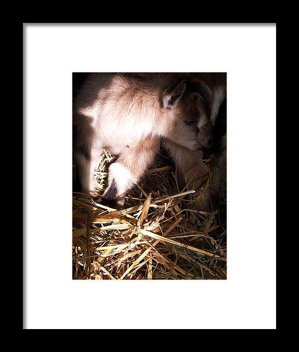 Baby Framed Print featuring the painting New Born Baby Goat by Nickolas Kossup