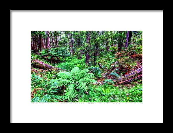 Ferns Framed Print featuring the photograph New Fern Gully by Paul Svensen