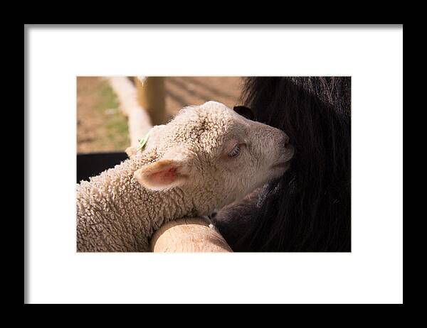 Sheep Framed Print featuring the photograph New Friends by Kathy Bassett