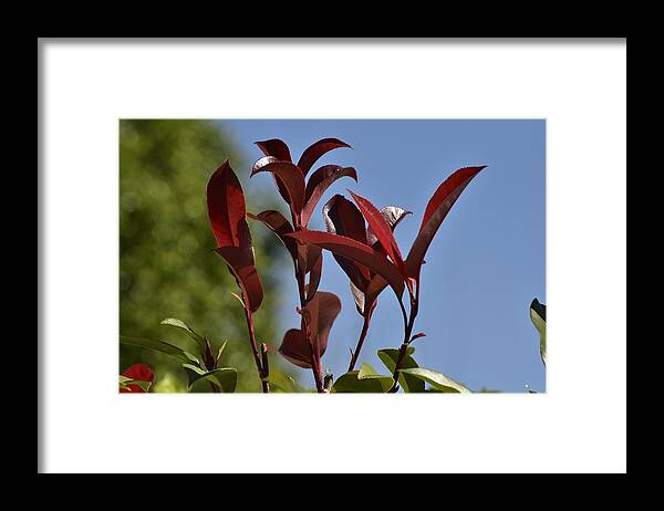 Linda Brody Framed Print featuring the photograph New Growth by Linda Brody