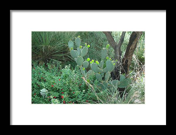 Garden Framed Print featuring the photograph New Growth by Susan Woodward