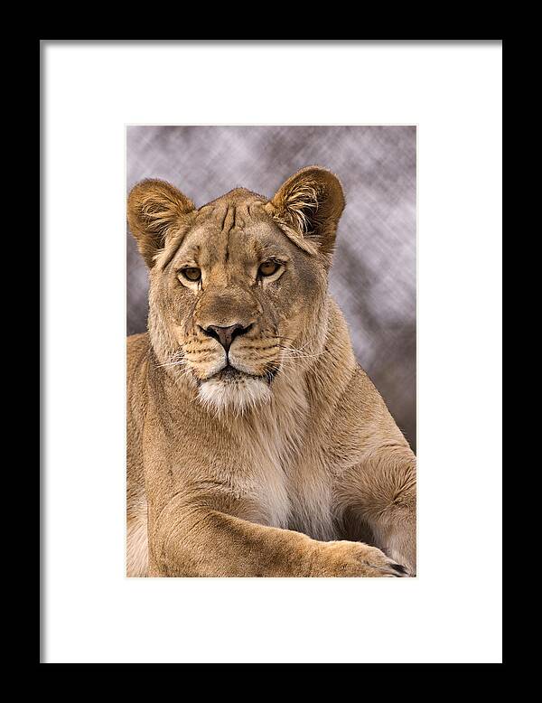 Lion Framed Print featuring the photograph New Guy in Town by Theo OConnor