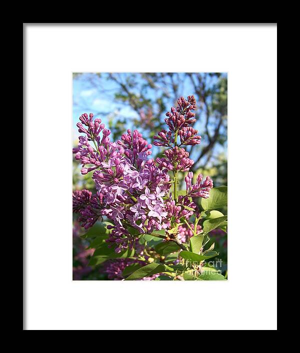 Purple Framed Print featuring the photograph Purple Lilac by Eunice Miller