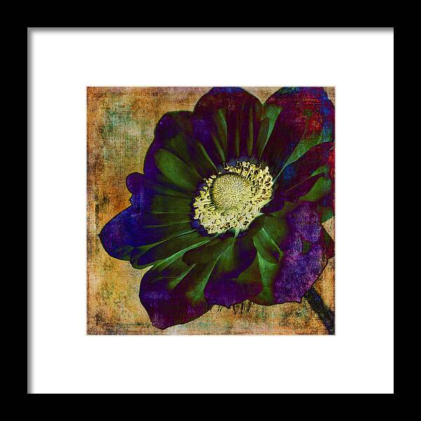 Anemone Framed Print featuring the photograph New Hue by Caitlyn Grasso