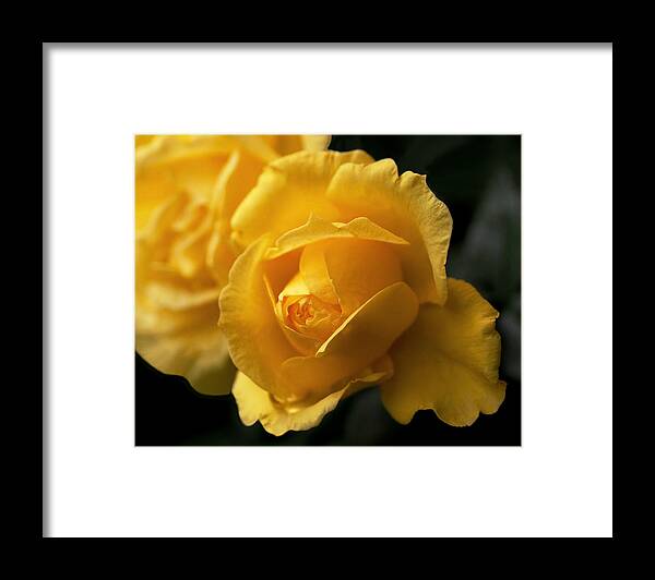 Yellow Framed Print featuring the photograph New Yellow Rose by Rona Black