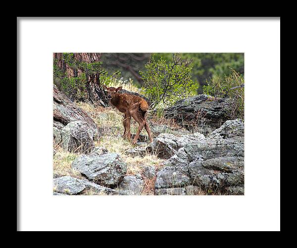 Elk Framed Print featuring the photograph Newborn Elk Calf by Shane Bechler