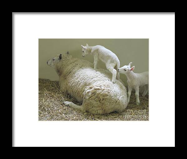 Lambs Framed Print featuring the photograph Newborn Lambs at Play by Ann Horn