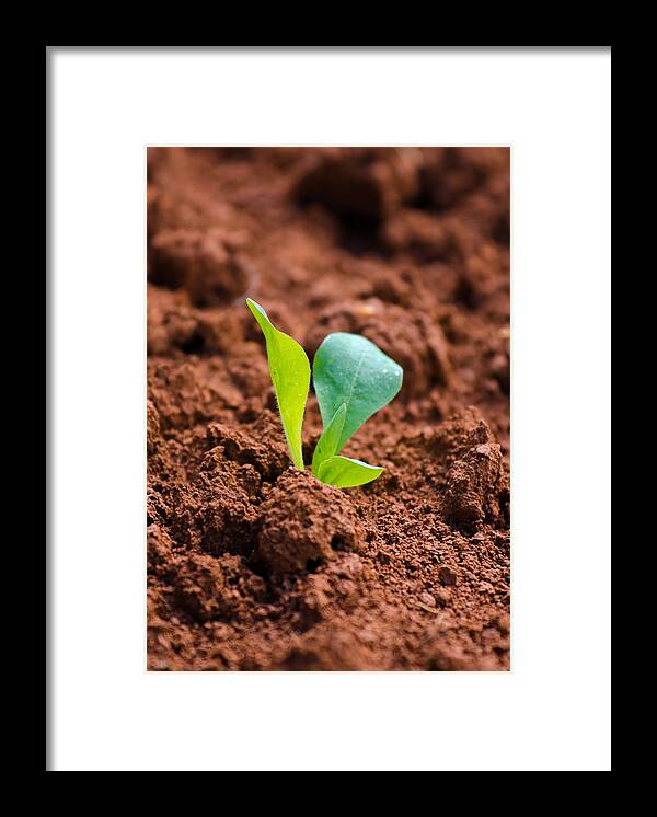 Plant Framed Print featuring the photograph Newborn Plant On Red Acre by Andreas Berthold