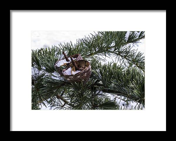 Fir Framed Print featuring the photograph Nibbled by Spikey Mouse Photography