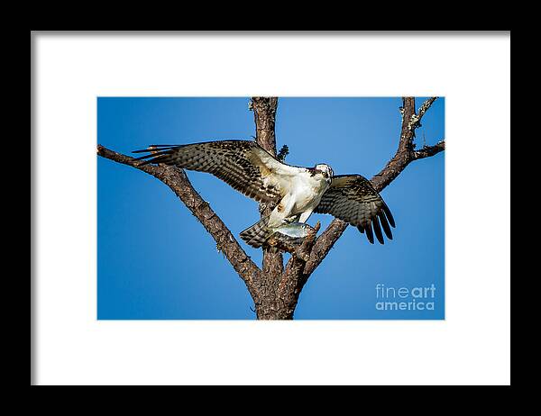Osprey Framed Print featuring the photograph Nice Catch by Ronald Lutz