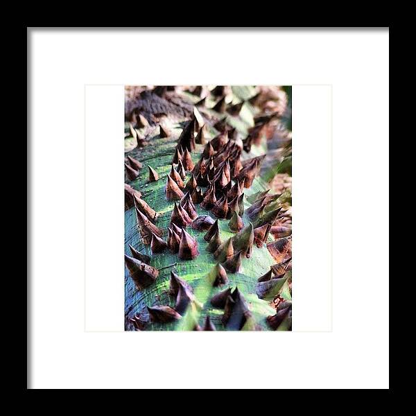 Afterlight Framed Print featuring the photograph Nice Tree Trunk by Pedro E Cruz