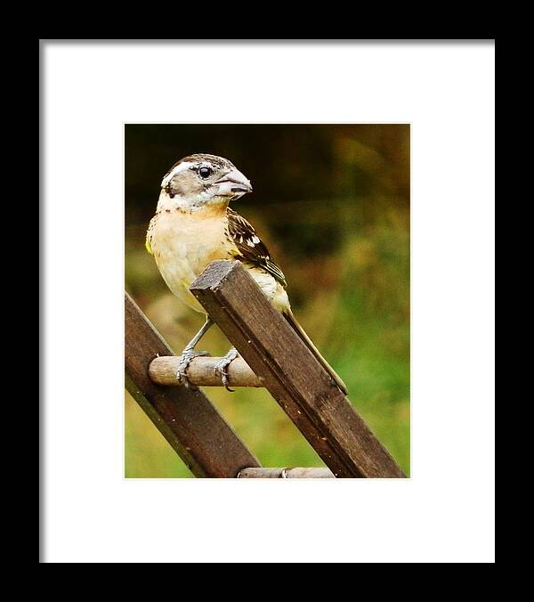 Bird Framed Print featuring the photograph Nice View by VLee Watson