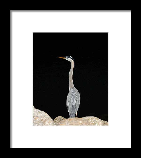 Blue Heron Framed Print featuring the photograph Night of the Blue Heron 3 by Anthony Baatz