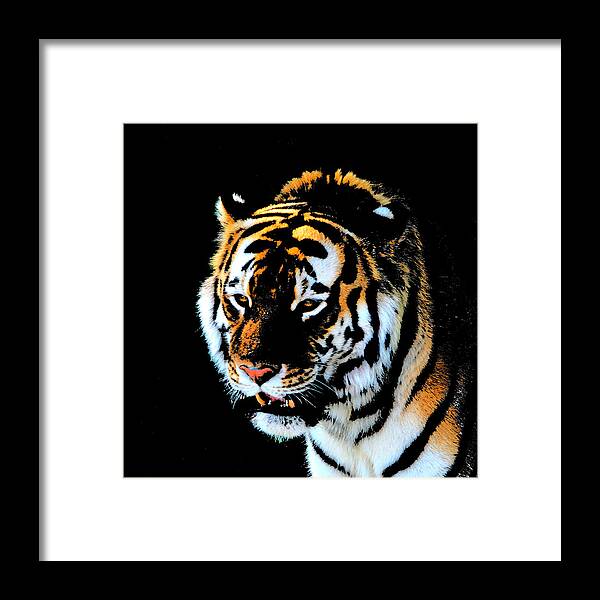 Tiger Framed Print featuring the photograph Night tiger by John Freidenberg