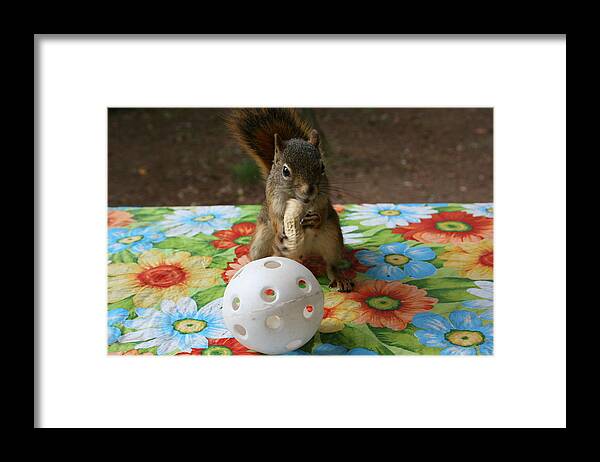 Squirrel Framed Print featuring the photograph Ninja Squirrel by Paula Brown