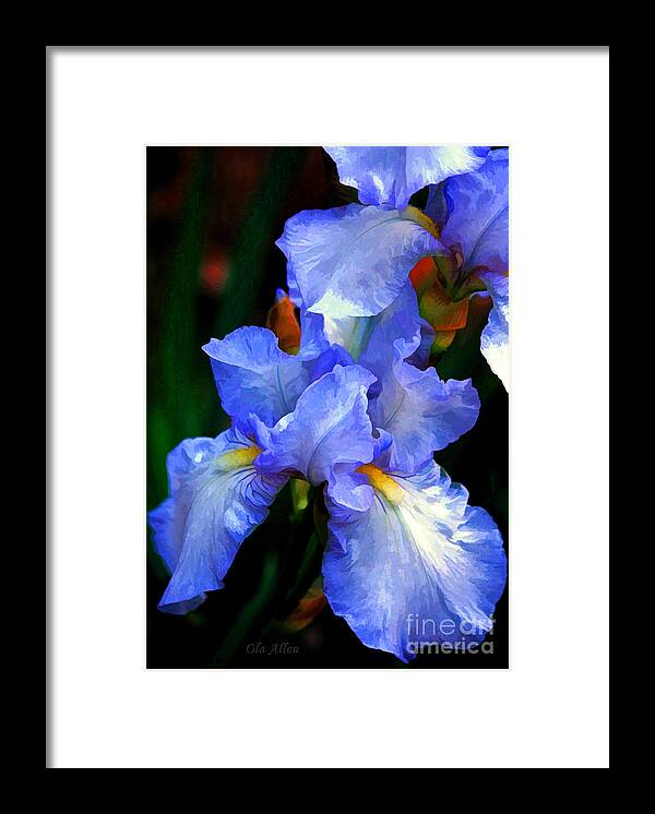 Flowers Framed Print featuring the photograph Nita's Iris by Ola Allen
