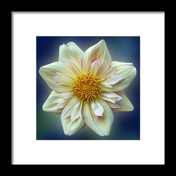 Flower Framed Print featuring the photograph Dahlia - E Z Duzzit by Patti Deters