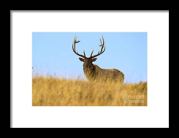Elk Framed Print featuring the photograph Elk Ridge by Aaron Whittemore