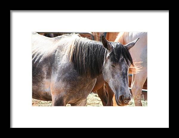 Horse Framed Print featuring the photograph Noon Nap by Susan Herber