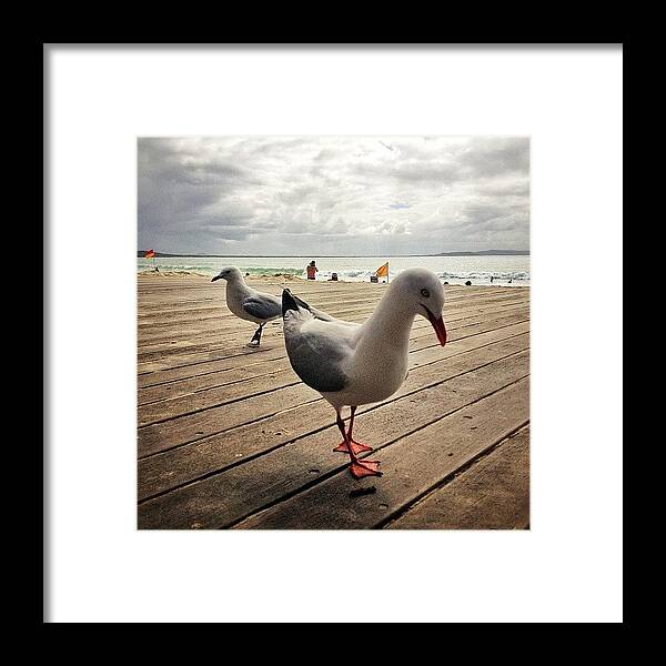 Queensland Framed Print featuring the photograph #noosabeach #noosa #hastingstreet by Kyle Marsh