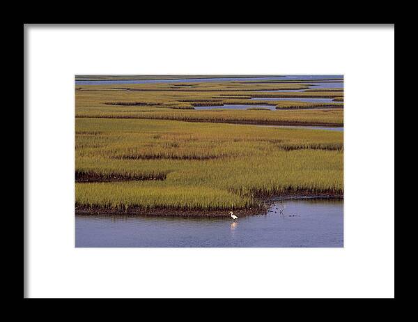 Animal Framed Print featuring the photograph North Carolina Marsh by Frederica Georgia