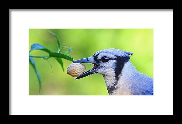 Birds Framed Print featuring the photograph Northern Blue Jay by Dart Humeston