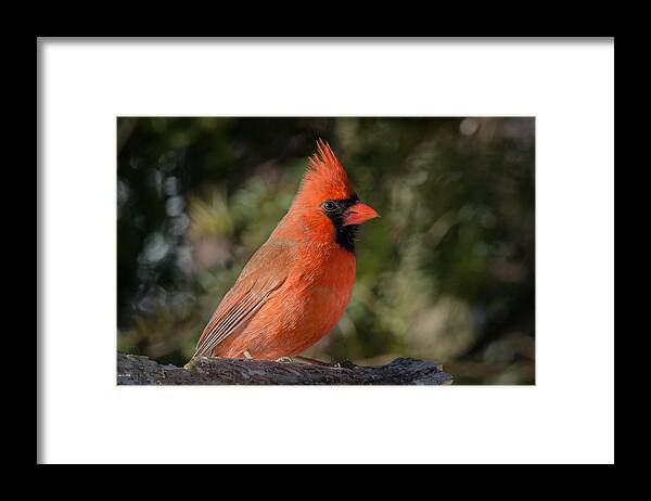 Northern Cardinal In Winter Framed Print featuring the photograph Northern Cardinal by Kenneth Cole