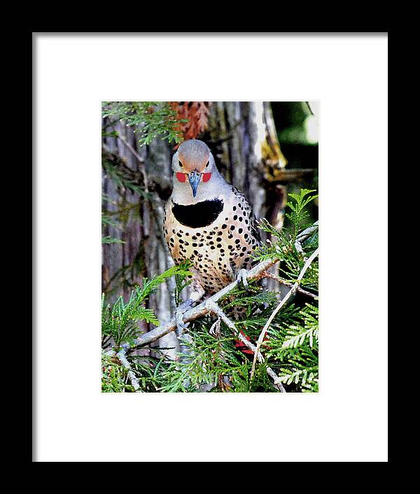 Wildlife Framed Print featuring the painting Northern Flicker Male by Michael Dohnalek