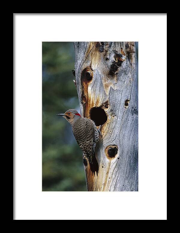 Feb0514 Framed Print featuring the photograph Northern Flicker Near Nest Cavity Alaska by Michael Quinton