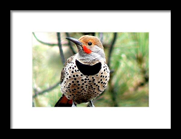 Colorado Framed Print featuring the photograph Northern Flicker - Spotted Chest by Marilyn Burton