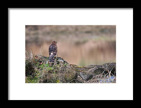 Northern Harrier Framed Print featuring the photograph Northern Harrier Hawk on Stump by Sharon Talson