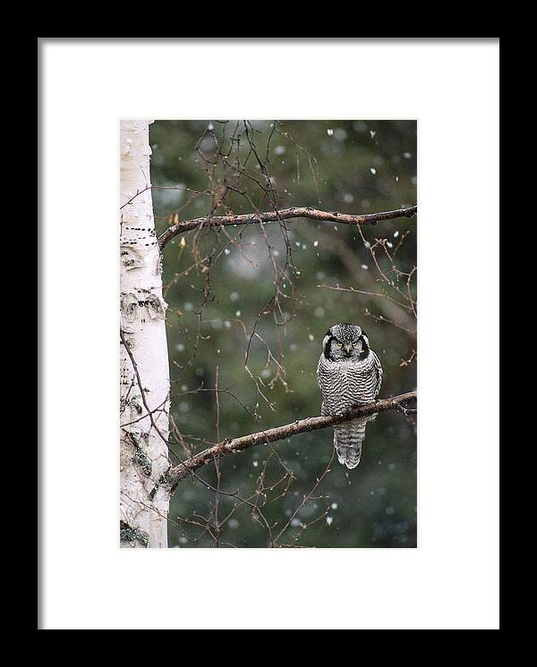 Feb0514 Framed Print featuring the photograph Northern Hawk Owl During Snowfall Alaska by Michael Quinton