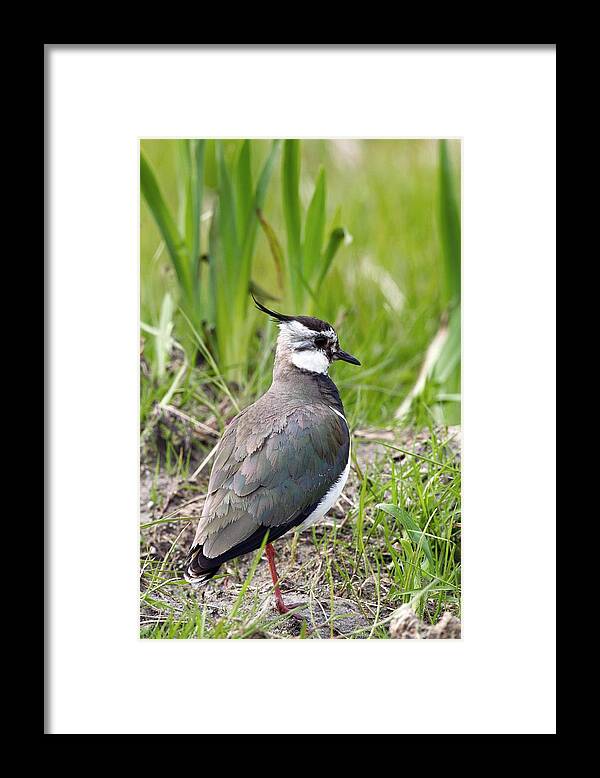 Green Plover Framed Print featuring the photograph Northern Lapwing by David Woodfall Images/science Photo Library
