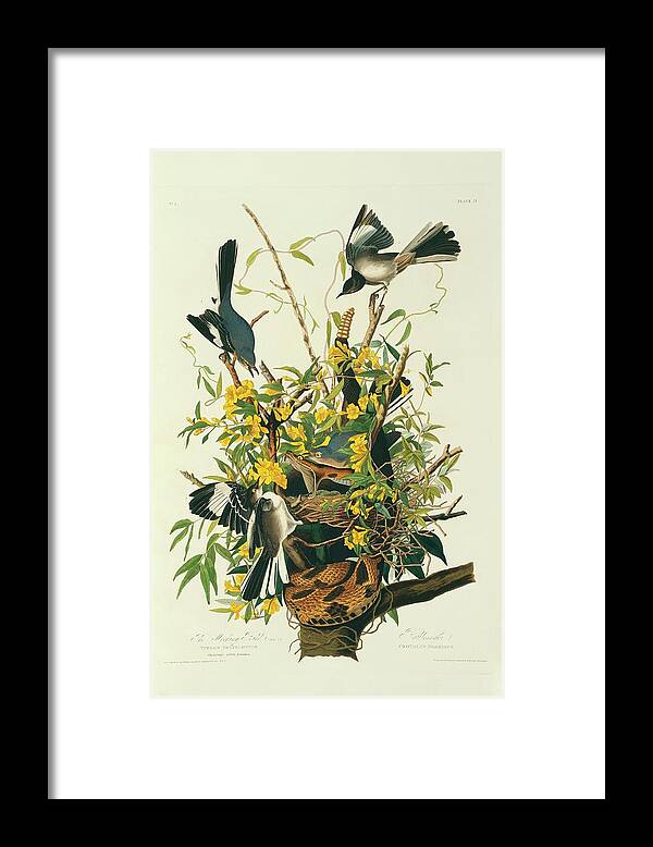 Illustration Framed Print featuring the photograph Northern Mockingbirds by Natural History Museum, London/science Photo Library