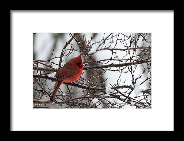 Cardinal Framed Print featuring the photograph Northern red cardinal in winter by Jeff Folger