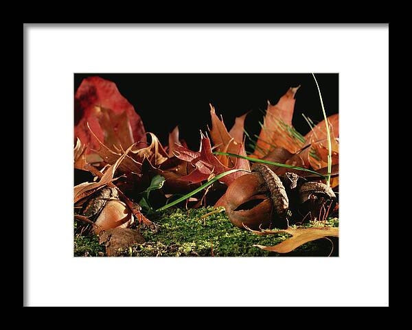 Feb0514 Framed Print featuring the photograph Northern Red Oak Tree With Acorns by Mark Moffett