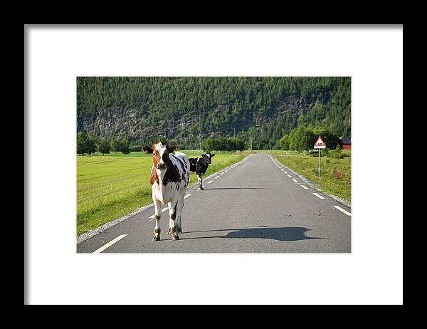 Shadow Framed Print featuring the photograph Norwegian Cows In The Middle Of The Road by Ingunn B. Haslekaas