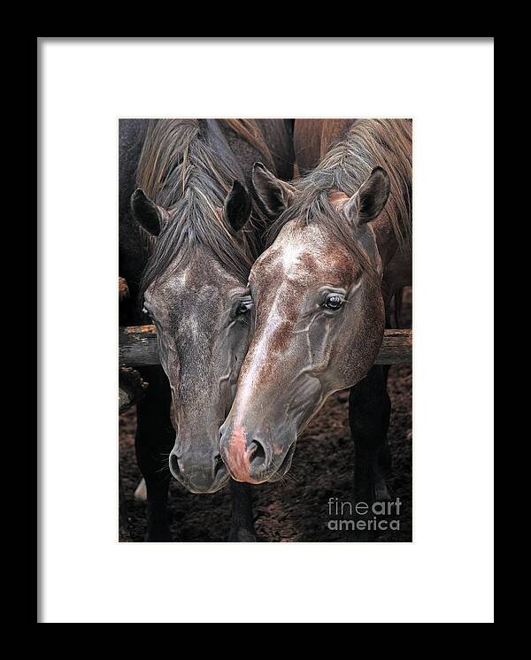 Horse Framed Print featuring the photograph Nose To Nose by Ang El